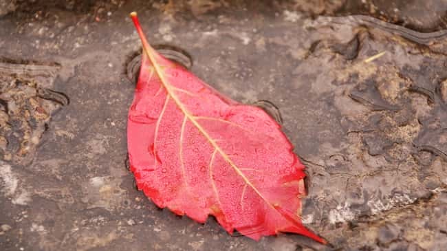 绍兴文理学院2024年在浙江录取分数线、对应位次（附近几年最低录取分数线及位次排名）