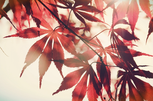 南京晓庄学院2024年在四川录取分数线、对应位次（附近几年最低录取分数线及位次排名）