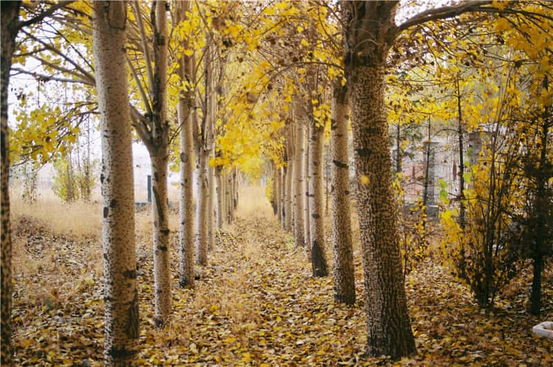 南京师范大学2024年在河北各专业录取分数线（附院校录取分数线录取位次）