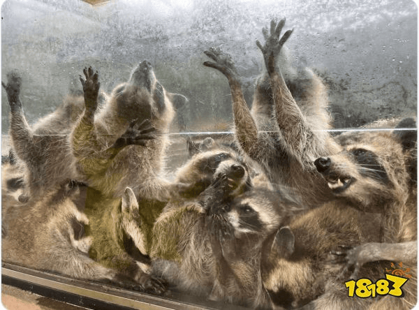 日本动物园发布浣熊惊悚特写，遭《生化危机》官方回复：完全一致