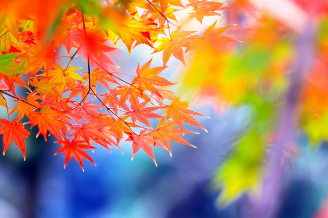 浙江工商大学杭州商学院2024年在河北各专业录取分数线（附院校录取分数线录取位次）(图1)