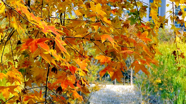 河北高考成绩多少分能报考中央财经大学?附2022-2024年各专业录取位次排名(图1) 河北高考成绩多少分能报考中央财经大学?附2022-2024年各专业录取位次排名(图1)