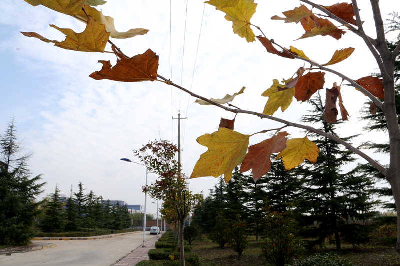 广东海洋大学2024年在河北录取分数线、对应位次（附近几年最低录取分数线及位次排名）(图1)