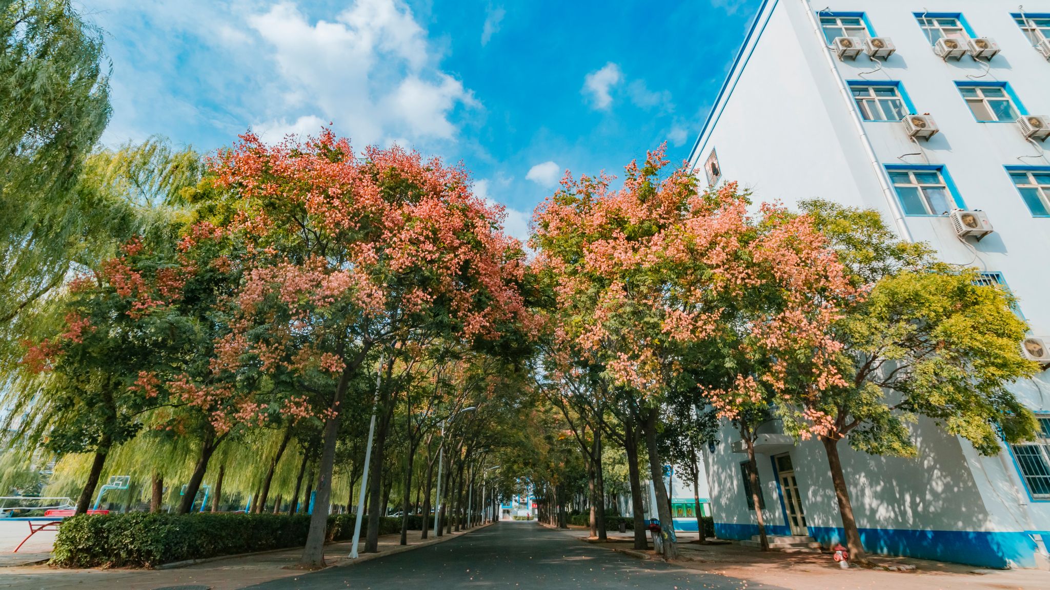 上海交通大学强基专业有哪些?附2024入围分数线(图1) 上海交通大学强基专业有哪些?附2024入围分数线(图1)